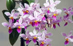 Уход за орхидеей: примеры выращивания цветка в домашних условиях