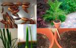 Финиковая пальма из косточки — как посадить дома