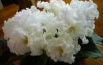 Фиалка свадебный букет — описание цветка