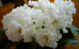 Фиалка свадебный букет — описание цветка