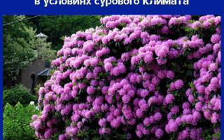 Рододендроны на Урале: уход и посадка