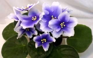 Домашний цветок фиалка Хумако инчес (Humako inches)