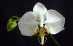 Сорта и виды орхидей — описание и уход