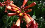 Кампсис лиана (Campsis) — укореняющийся, крупноцветковый, гибридный виды