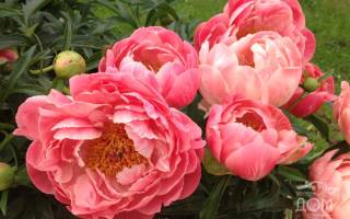 Пион молочноцветковый (Paeonia Lactiflora)