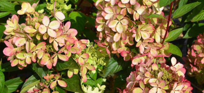 Гортензия Пастель Грин (Hydrangea Paniculata Pastelgreen)