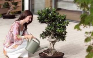 Бонсай своими руками— выращиваем растения в домашних условиях