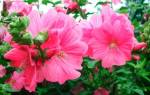 Лаватера многолетняя — белые и розовые цветы в саду