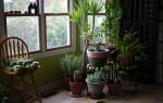 Комнатные растения для темных помещений и комнат