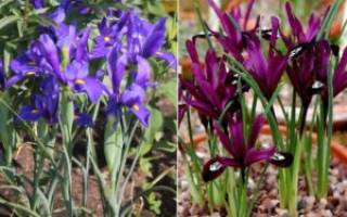 Ирис цветок — виды декоративных растений