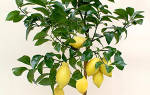 Как вырастить лимонное дерево из косточки в домашних условиях