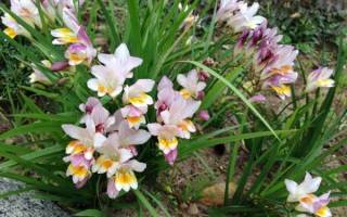 Фрезия цветок — выращивание и уход в саду