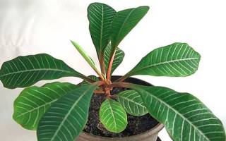 Цветок эуфорбия (Euphorbia) — как ухаживать?