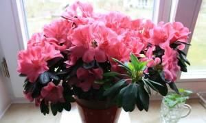 Неприхотливые комнатные растения, цветущие круглый год