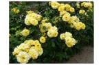 Роза Фрезия (Friesia) — как ухаживать за сортовым растением