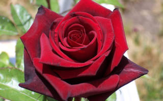 Роза Черная магия (Black magic) — что это за редкий сорт, описание