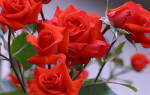 Роза Салита (Salita) — характеристики и особенности куста