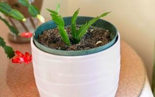Как размножить декабрист в домашних условиях: примеры без корней и листочками