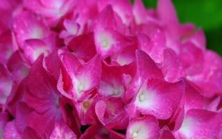 Гортензия Букет Роуз (Bouquet Rose) крупнолистная