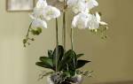 Орхидея — уход в домашних условиях после цветения