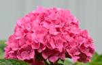 Гортензия розовая — как ухаживать за розовой гортензией в саду