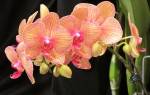Можно ли держать дома орхидею: варианты почему хорошо или плохо