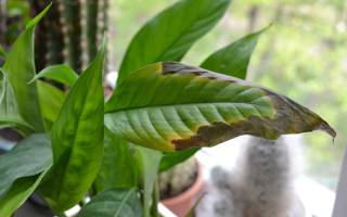 Спатифиллум — уход в домашних условиях, почему сохнут кончики листьев