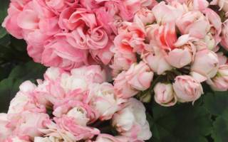 Герань тюльпановидная — популярные сорта для дома