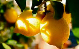 Болезни лимона домашнего — причины и лечение