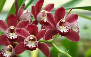 Орхидея цимбидиум — уход в домашних условиях