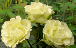 Роза Лимбо (Limbo) — характеристики сортового растения