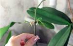 Цитокининовая паста для орхидей — применение