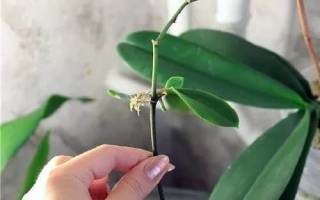 Цитокининовая паста для орхидей — применение