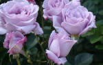 Роза Голубой Нил (Blue Nile) — характеристики сортового цветка
