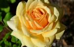 Роза Талея (Talea) — особенности и характеристики цветка
