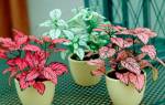 Цветок Гипоэстес — уход в домашних условиях