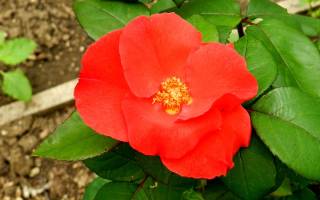 Роза Робуста (Robusta) — описание сортового куста