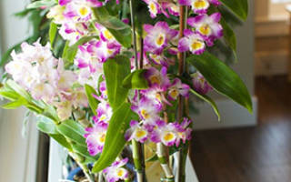 Орхидея дендробиум — уход в домашних условиях