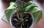 Листья орхидеи потеряли тургор и морщинятся: что делать для восстановления