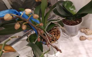 Цветонос у орхидеи: причины заболеваний и методы борьбы с ними