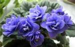 Фиалка Ness Crinkle Blue — особенности растения