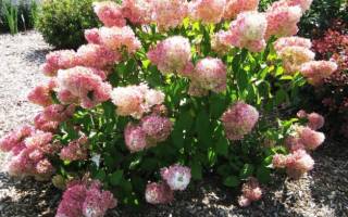 Гортензия Мэджикал Свит Саммер (Hydrangea Paniculata Magical Sweet Summer)