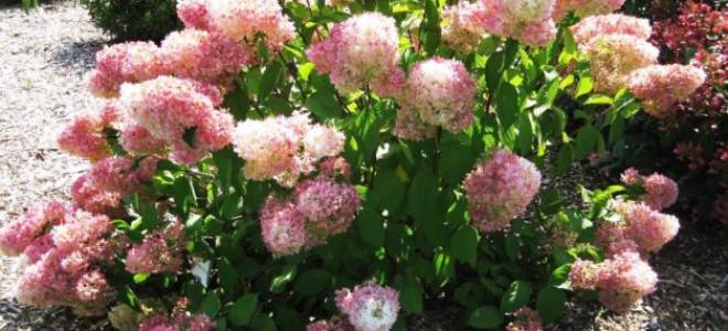 Гортензия Мэджикал Свит Саммер (Hydrangea Paniculata Magical Sweet Summer)