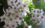 Цветок хойя — как выглядят сорта Карноза, Керри, Белла, мясистая, Мультифлора