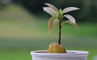 Как ухаживать за авокадо — растение в домашних условиях