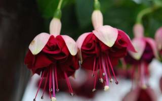 Фуксия цветок комнатный — разновидности растения