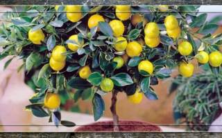 Лимонное дерево — уход за комнатным растением