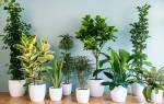 Необычные комнатные растения и тропические цветы