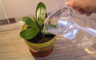 Как поливать орхидею правильно и как часто