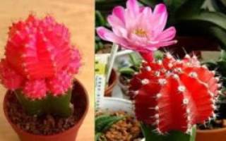 Гимнокалициум: микс и другие популярные виды растения и уход за кактусом дома